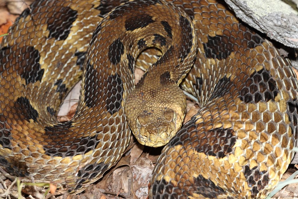 timber-rattlesnake