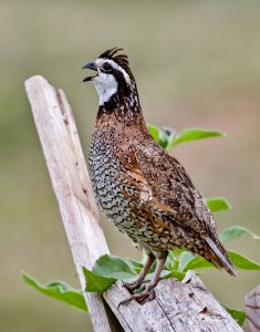 bobwhite-singing