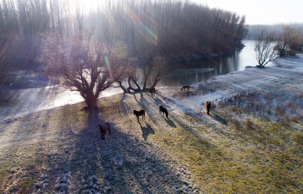 checking-on-livestock-with-a-drone