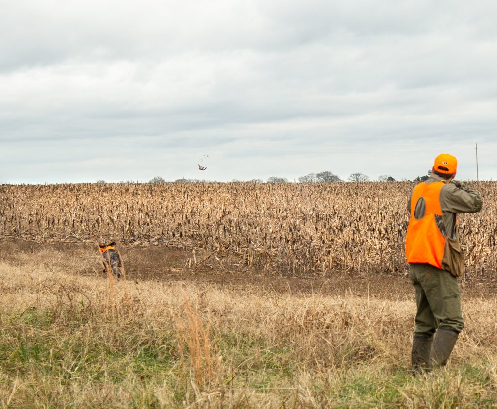 hunting-quail