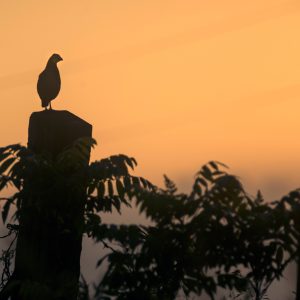 Quail Habitat: Bringing Back the Bobwhites