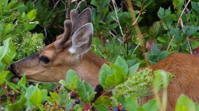 summer-forage-for-deer