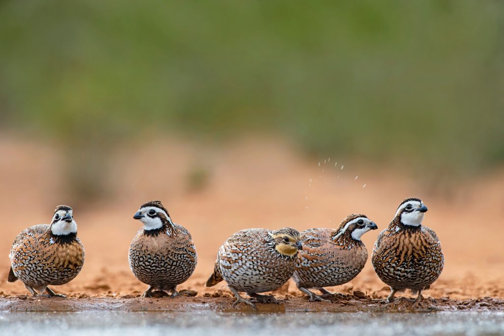 wild-quail