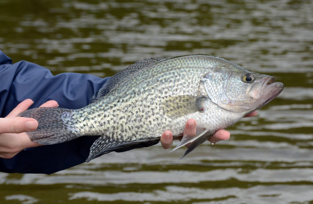 Crappie