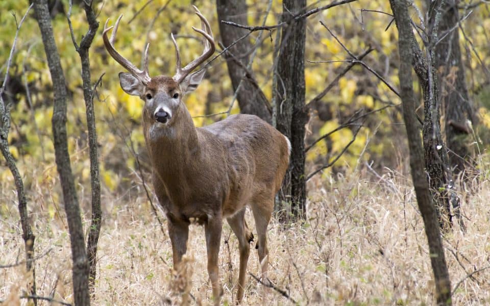 Scouting-Funnels-for-Deer-Hunting-Locations