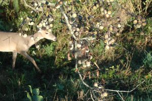 deer hunting near soft mast trees