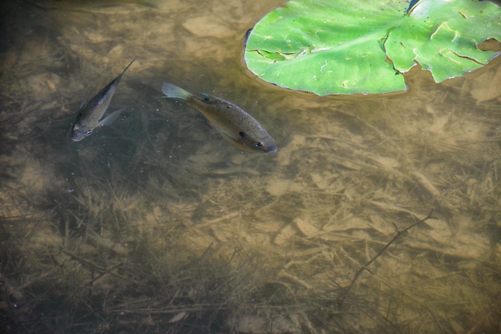 panfish-in-summer