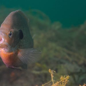 Tips for Catching Summer Panfish