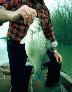 white-bass