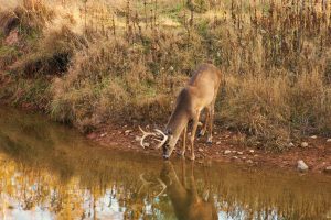 buck at watering hole