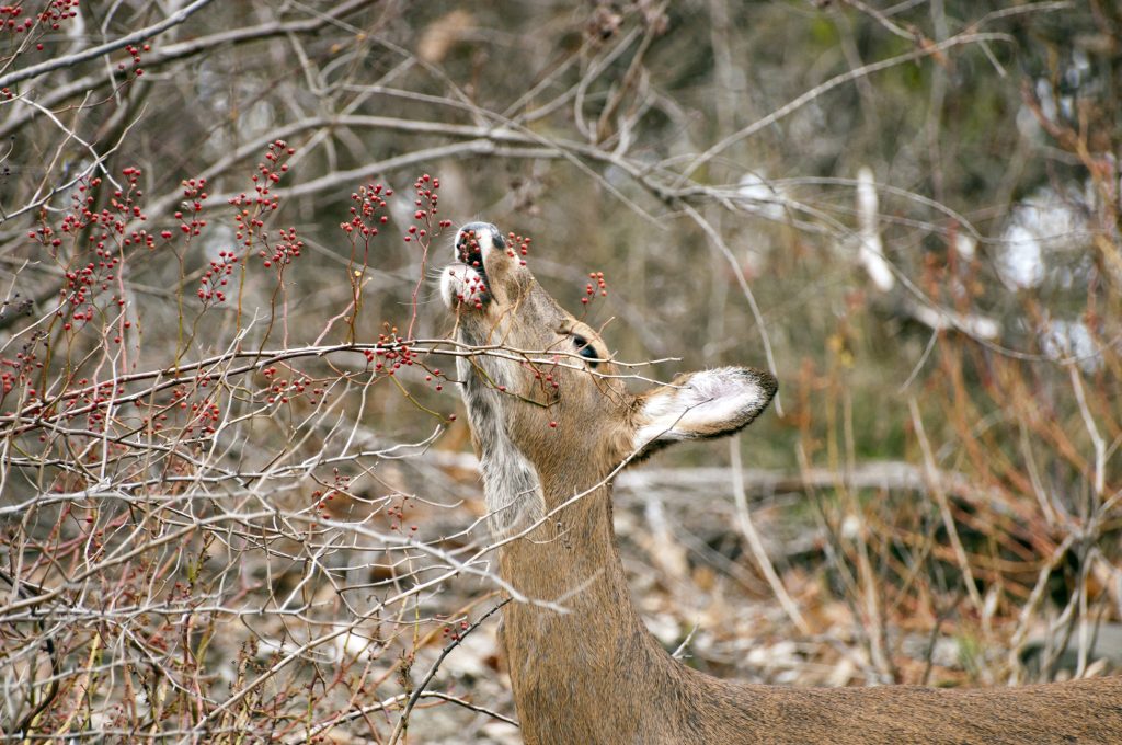 deer-eating-soft-mast