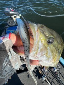 catching bass with forward-facing sonar