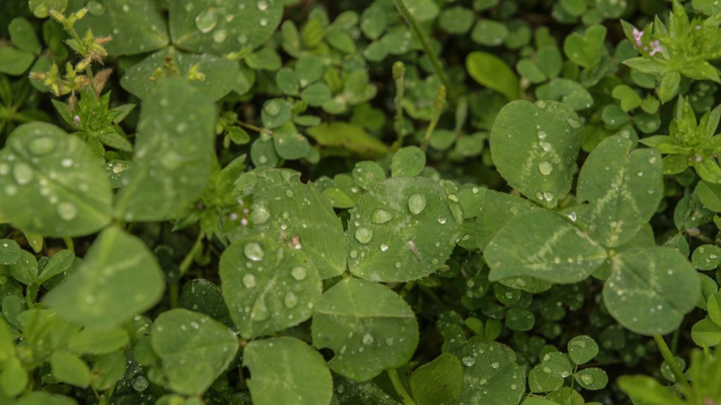 clover-in-a-food-plot