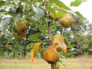 wild pear tree