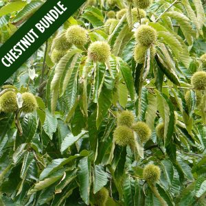 CHESTNUT-BUNDLE