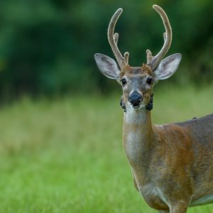 Whitetail Deer Anomalies