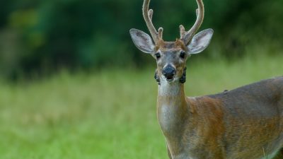 Whitetail-Deer-Anomalies