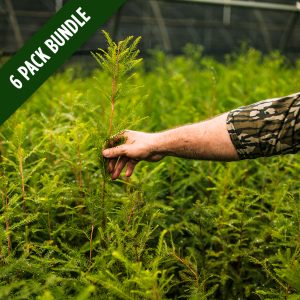 bald-cypress-6-pack