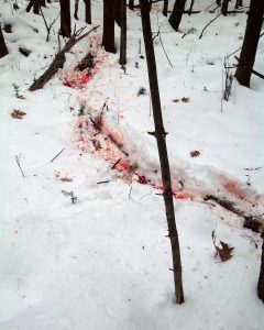 blood-trail-in-snow