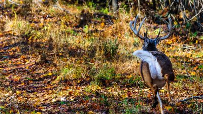 blood-trailing-a-deer