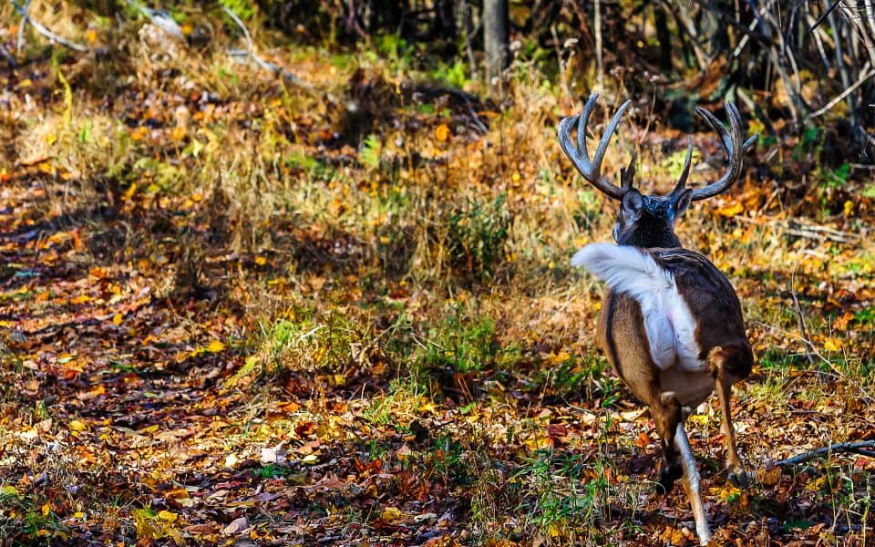 blood-trailing-a-deer