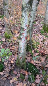 deer-blood-on-tree