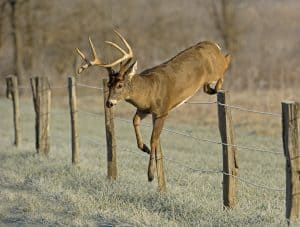 running whitetail deer