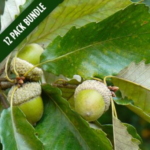 swamp-chestnut-oak-bundle