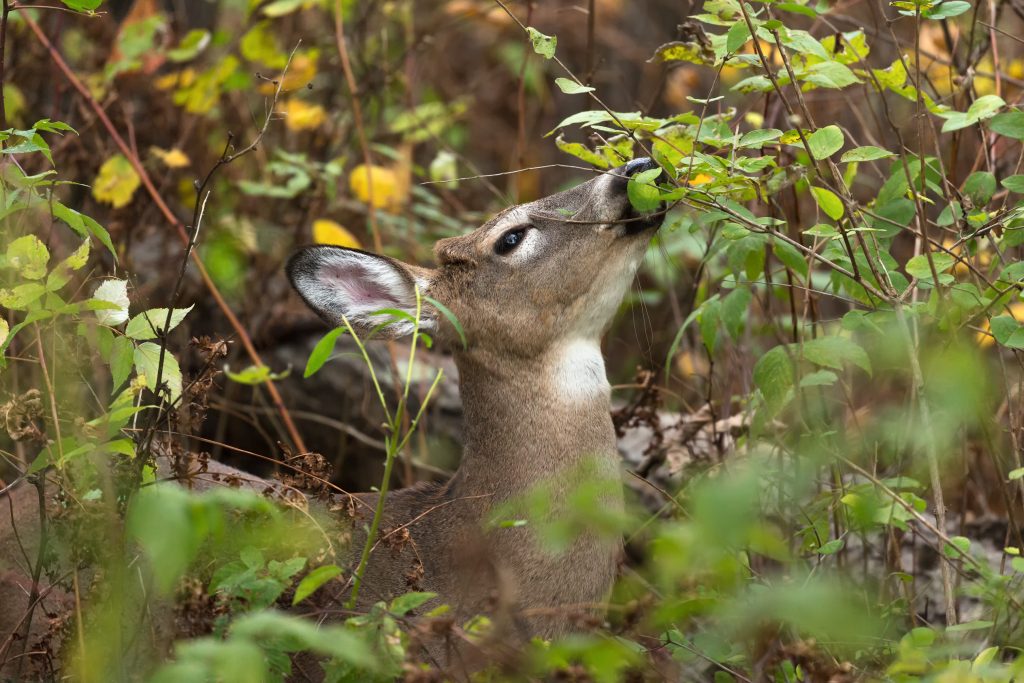 whitetail-deer-eating-browse