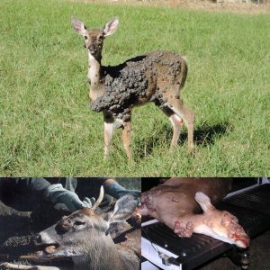 whitetail-deer-warts-or-cutaneous-viral-fibromas