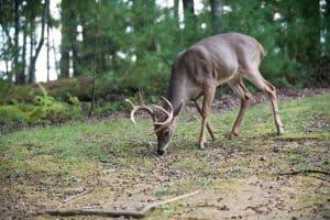 whitetail-eating-acorns-during-the-autumn-lull