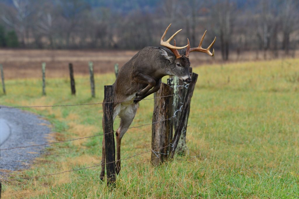 whitetail habitat decline