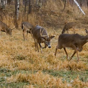 Do Mature Bucks Breed All The Does?