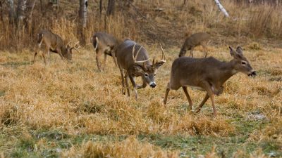 Do-Mature-Bucks-Breed-All-The-Does