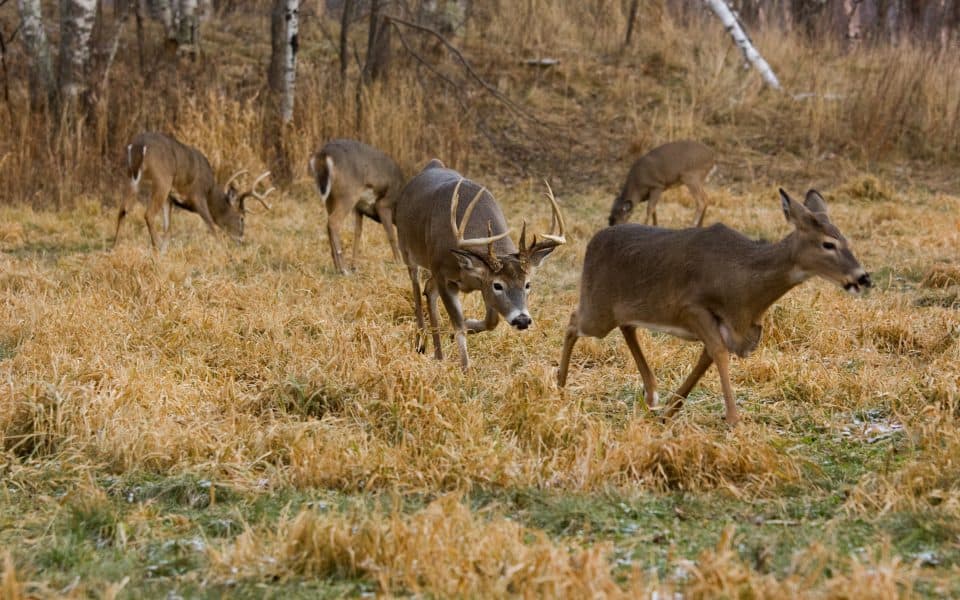 Do-Mature-Bucks-Breed-All-The-Does