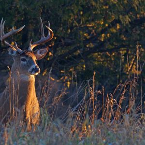 Managing Small Hunting Properties