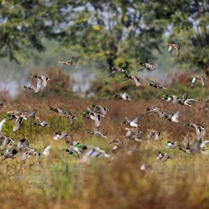 Strategies for Waterfowl Hunting Success