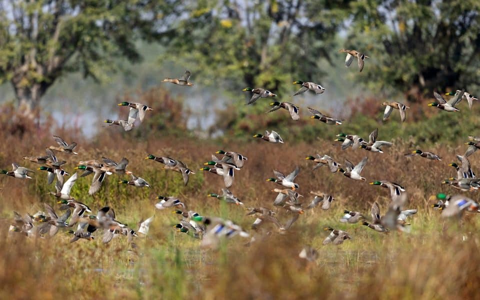 Strategies-for-Waterfowl-Hunting-Success