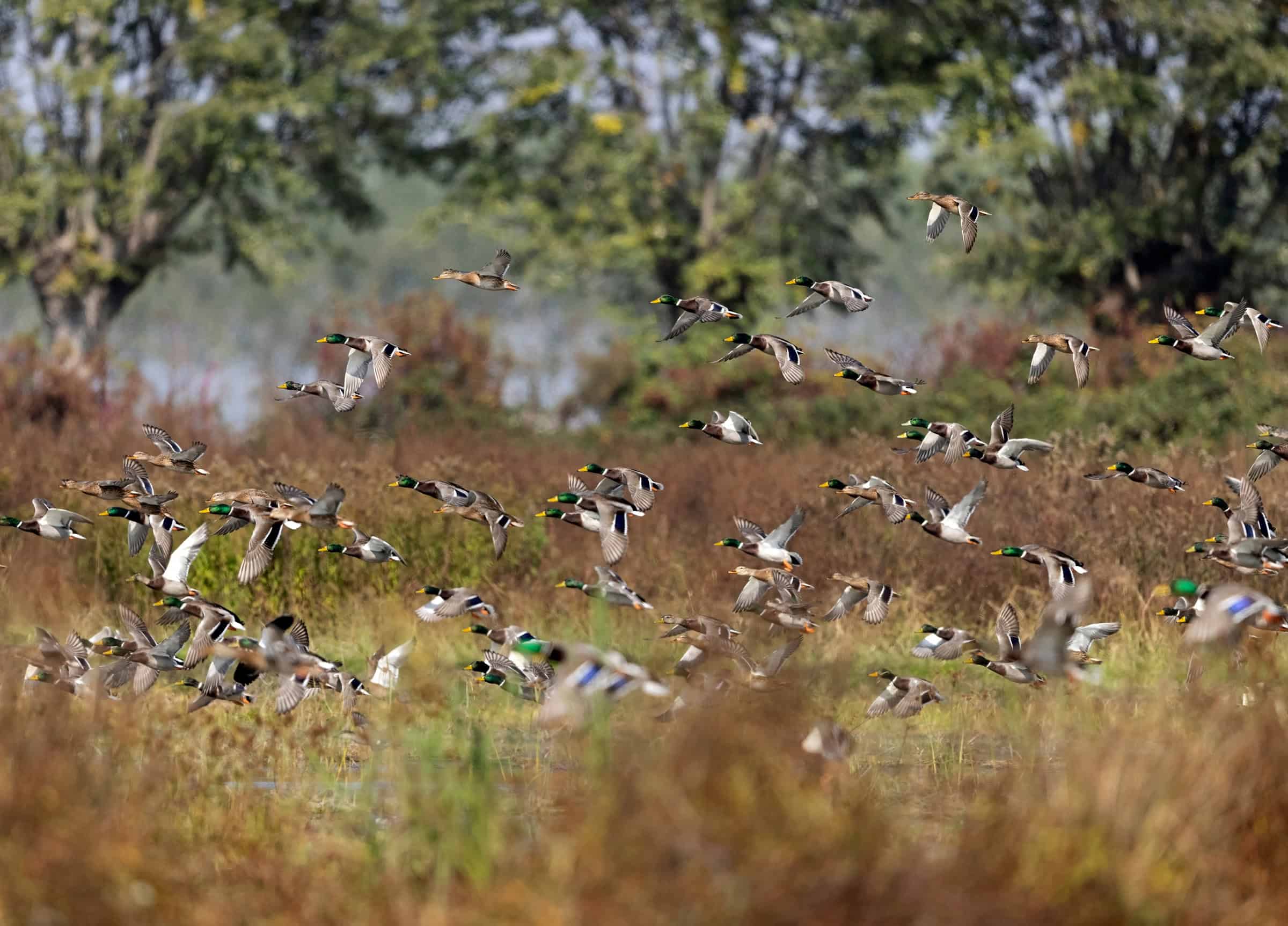 Best Kept Secret: Unbeatable Nd Waterfowl Zone Strategies - j9seorv