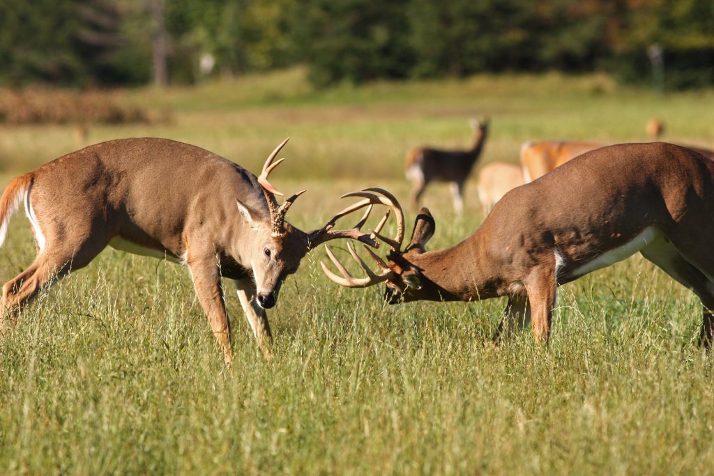 bucks-fighting