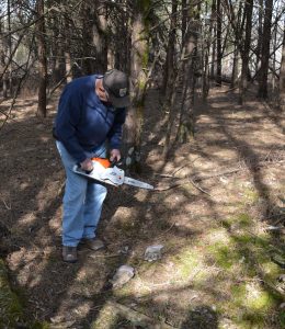 cutting-cedar-trees