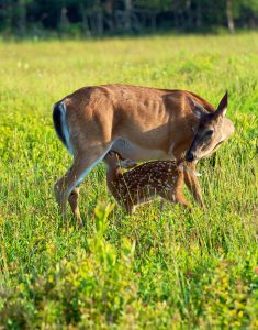 doe-and-fawn-deer