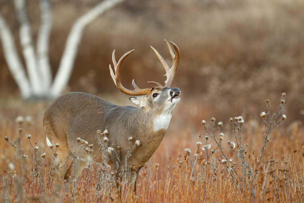 mature-buck-lip-curl