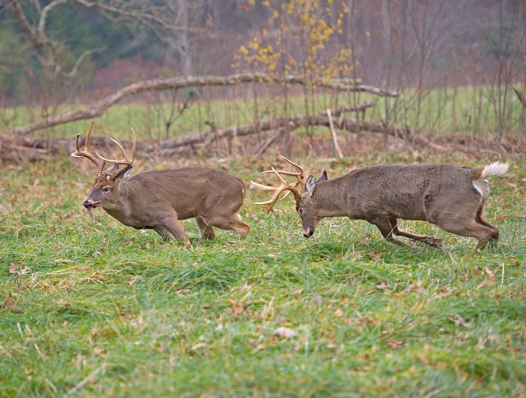 mature-bucks-fighting