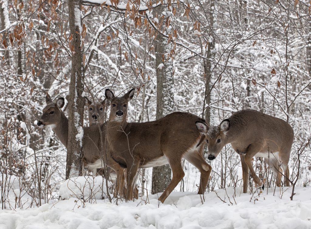 white-tailed-deer-does