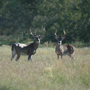 White-Tailed Deer Home Range Essentials