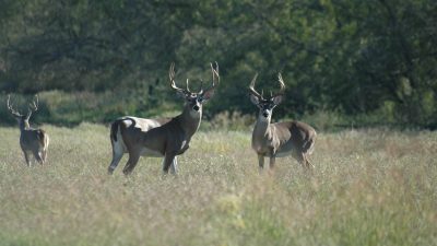 white-tailed deer home range