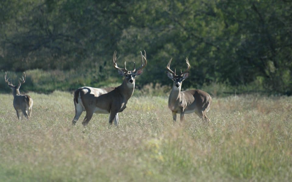 white-tailed deer home range