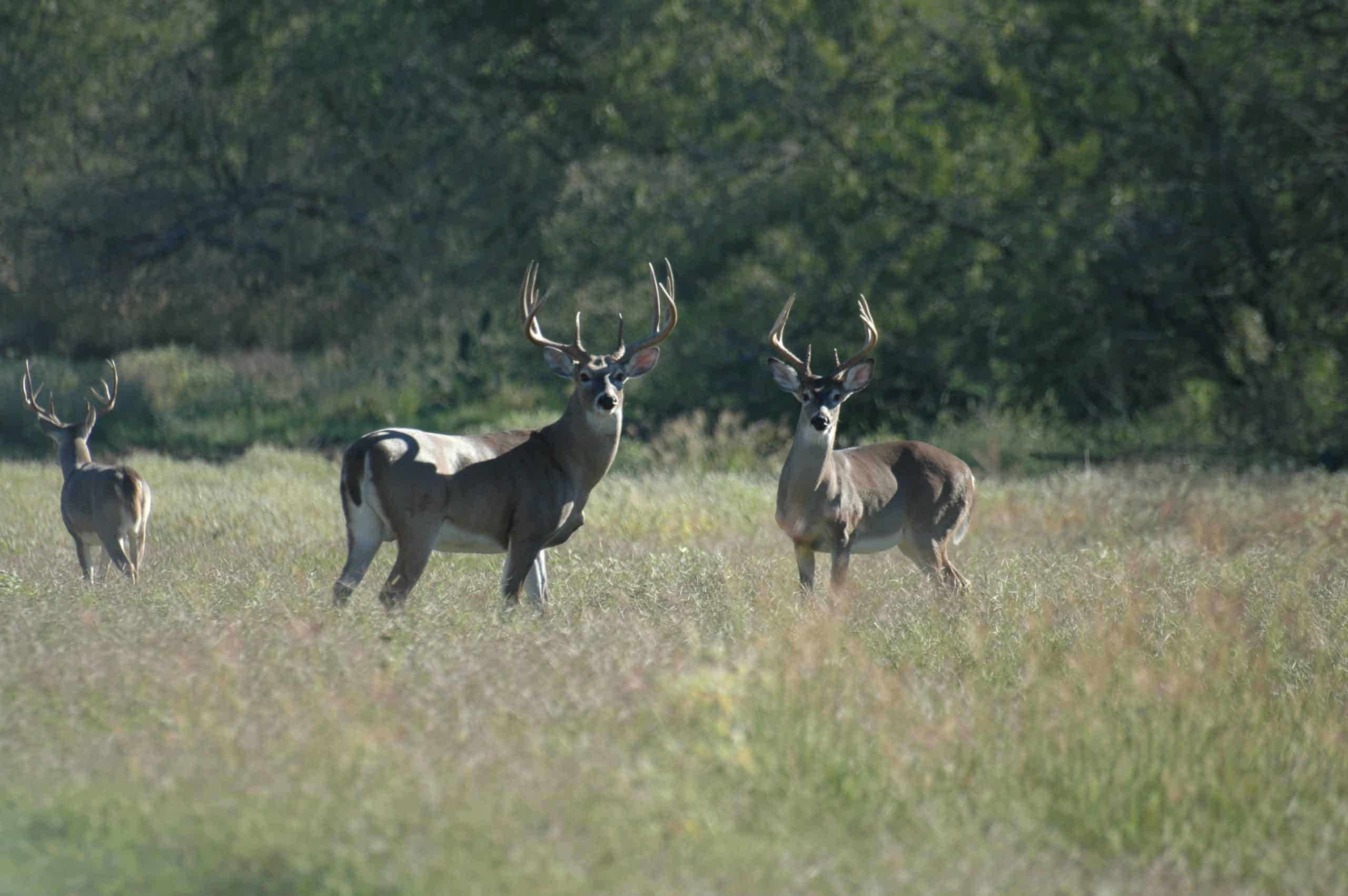 White Tailed Deer Home Range Essentials Mossy Oak Gamekeeper   White Tailed Deer Home Range Scaled 