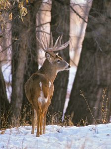 whitetail-buck